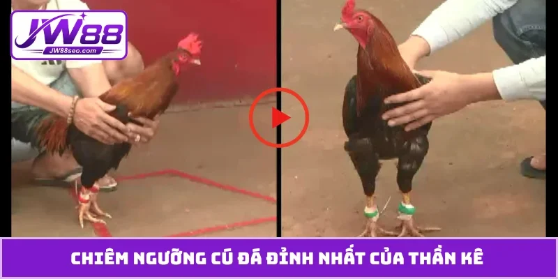 Chiêm ngưỡng cú đá đỉnh nhất của thần kê