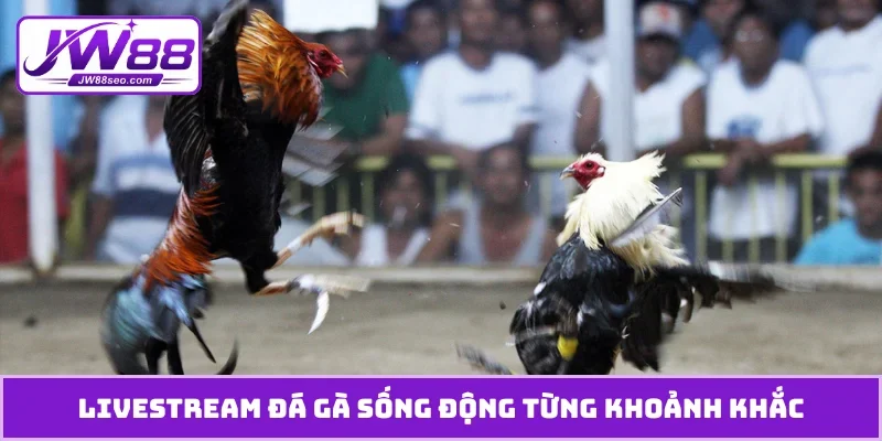 Livestream đá gà sống động từng khoảnh khắc