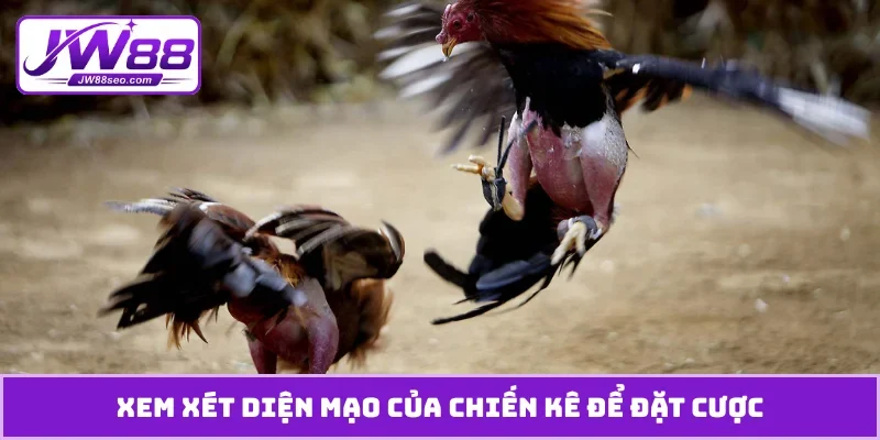 Xem xét diện mạo của chiến kê để đặt cược
